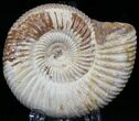 Perisphinctes Ammonite - Jurassic #22834-1